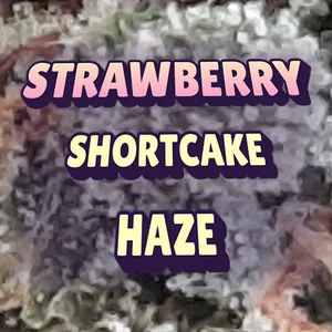 Strawberry Shortcake Haze Cannabis Strain