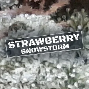 Strawberry Snowstorm Cannabis Strain