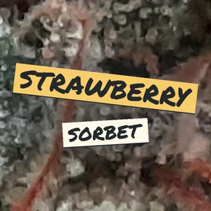 Strawberry Sorbet Cannabis Strain