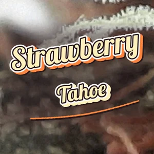 Strawberry Tahoe Cannabis Strain