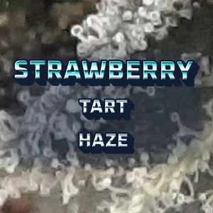 Strawberry Tart Haze Cannabis Strain