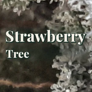 Strawberry Tree Cannabis Strain