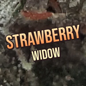 Strawberry Widow Cannabis Strain