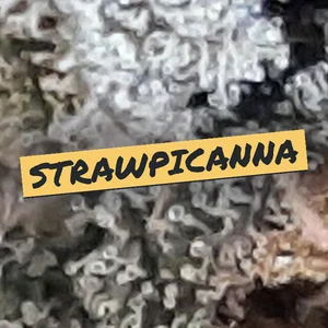 Strawpicanna Cannabis Strain