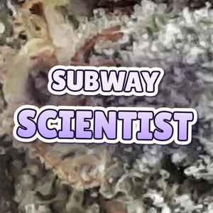 Subway Scientist Cannabis Strain