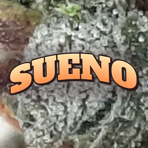SUENO Cannabis Strain