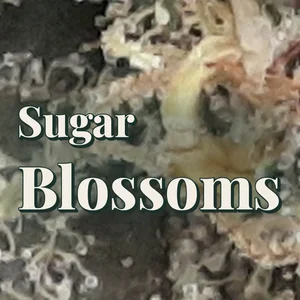 Sugar Blossoms Cannabis Strain