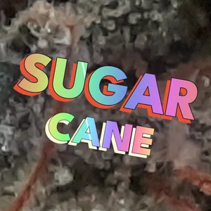 Sugar Cane Cannabis Strain