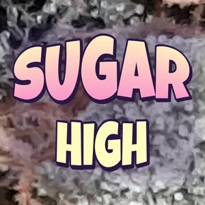 Sugar High Cannabis Strain