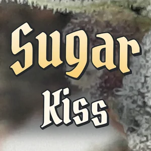 Sugar Kiss Cannabis Strain