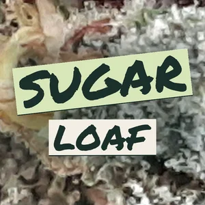 Sugar Loaf Cannabis Strain