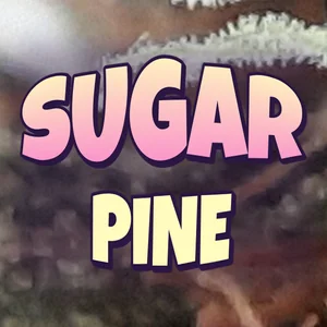 Sugar Pine Cannabis Strain