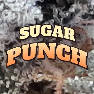 Sugar Punch Cannabis Strain