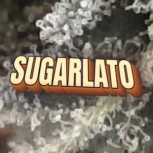Sugarlato Cannabis Strain