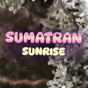 Sumatran Sunrise Cannabis Strain