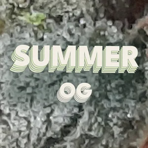 Summer OG Cannabis Strain