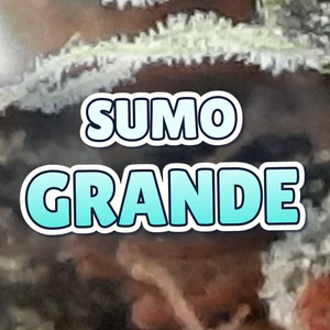 Sumo Grande Cannabis Strain