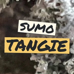 Sumo Tangie Cannabis Strain
