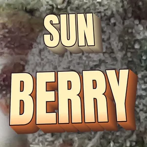 Sun Berry Cannabis Strain