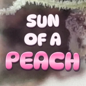 Sun of a Peach Cannabis Strain