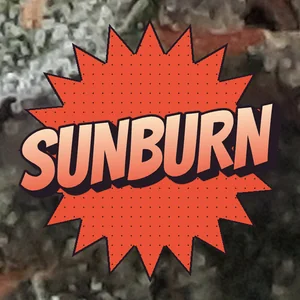 Sunburn Cannabis Strain