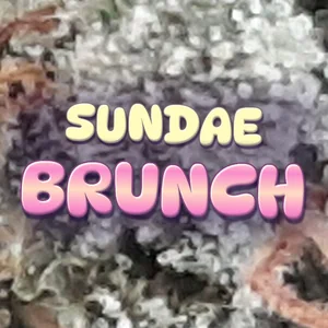 Sundae Brunch Cannabis Strain
