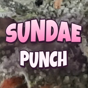 Sundae Punch Cannabis Strain