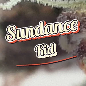 Sundance Kid Cannabis Strain