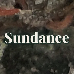 Sundance Cannabis Strain