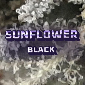 Sunflower Black Cannabis Strain
