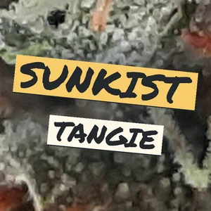 Sunkist Tangie Cannabis Strain