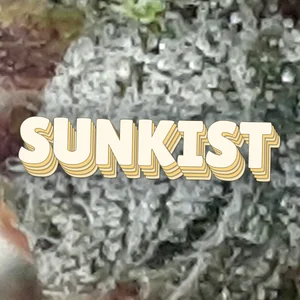 Sunkist Cannabis Strain