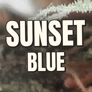 Sunset Blue Cannabis Strain
