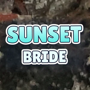 Sunset Bride Cannabis Strain