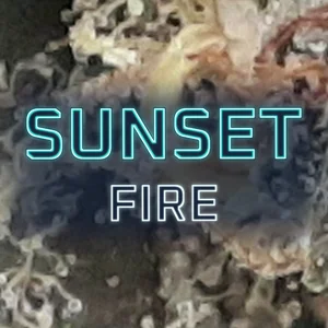 Sunset Fire Cannabis Strain