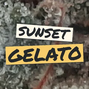 Sunset Gelato Cannabis Strain