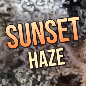 Sunset Haze Cannabis Strain