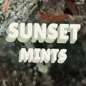Sunset Mints Cannabis Strain
