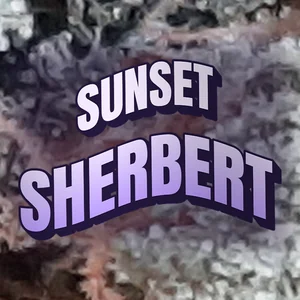Sunset Sherbert Cannabis Strain
