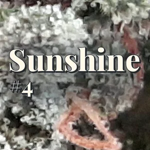 Sunshine #4 Cannabis Strain