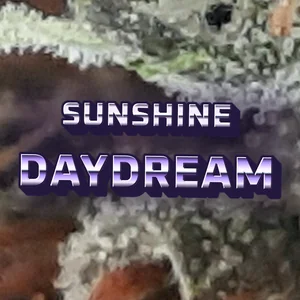 Sunshine Daydream Cannabis Strain