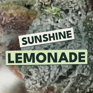 Sunshine Lemonade Cannabis Strain