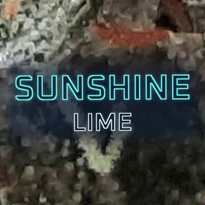 Sunshine Lime Cannabis Strain