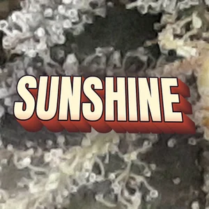 Sunshine Cannabis Strain