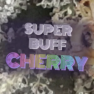 Super Buff Cherry Cannabis Strain