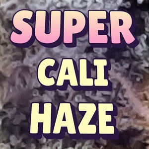 Super Cali Haze Cannabis Strain