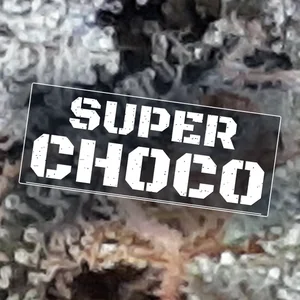 Super Choco Cannabis Strain