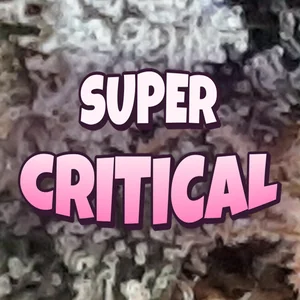 Super Critical Cannabis Strain