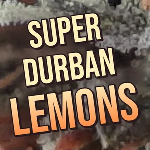 Super Durban Lemons Cannabis Strain