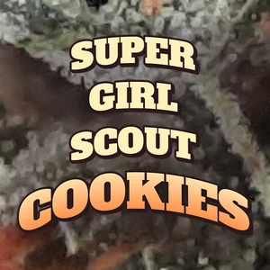 Super Girl Scout Cookies Cannabis Strain